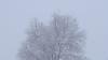 Snowy Tree