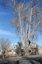 Carson City Tree Removal