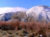 Sierra near Genoa,NV 