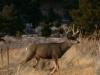 Buck in Jack's Valley