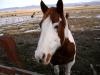 Horse Hello !