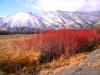 Willow branches add color