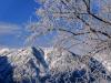 Brine Ice in Carson Valley