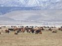 Carson Valley Cows