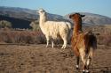 Carson Valley Llamas